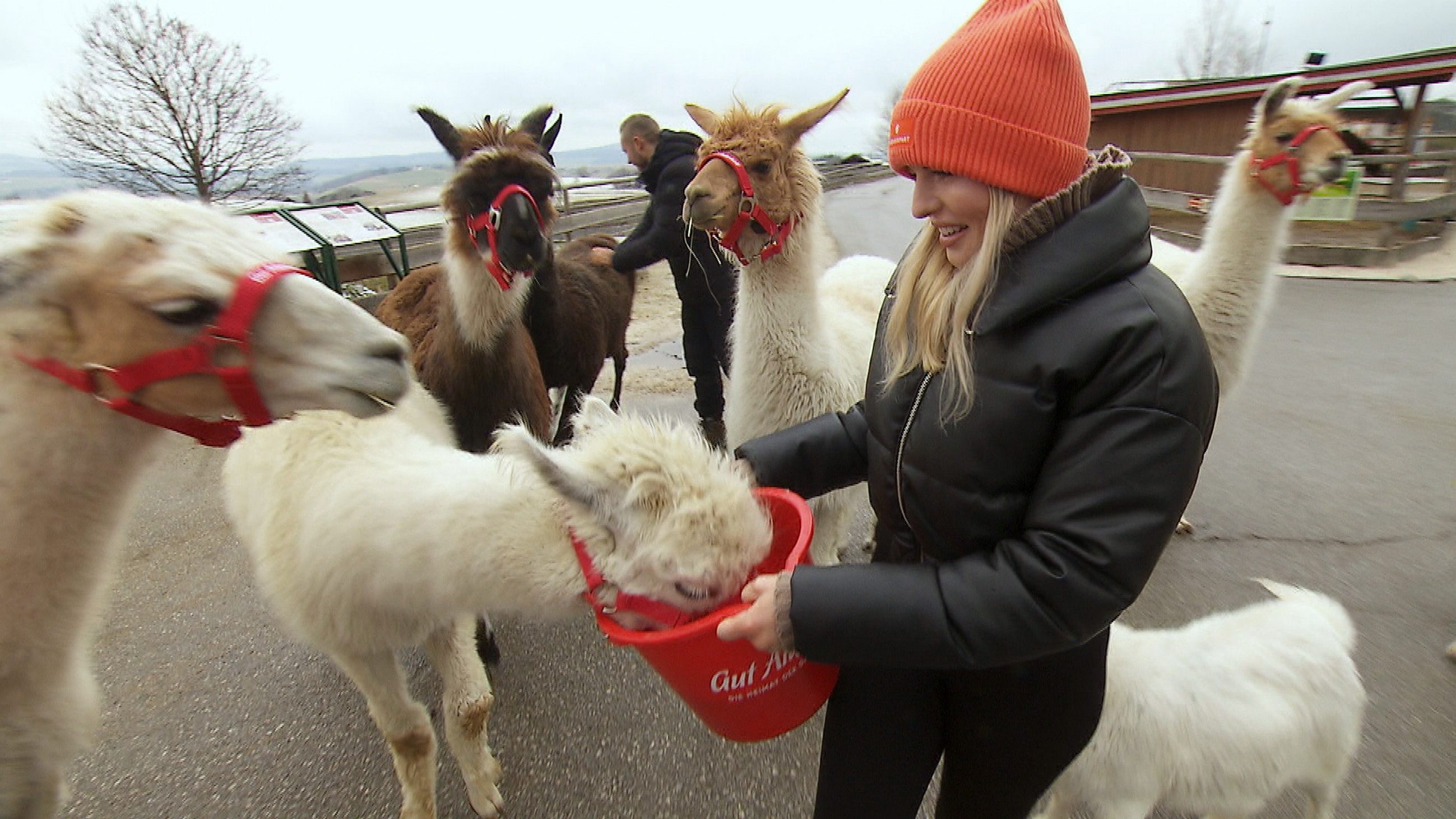 Antonia und Patrick mit ihren frisch adoptierten Lamas